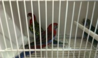 ROSELLA MULTICOLOR